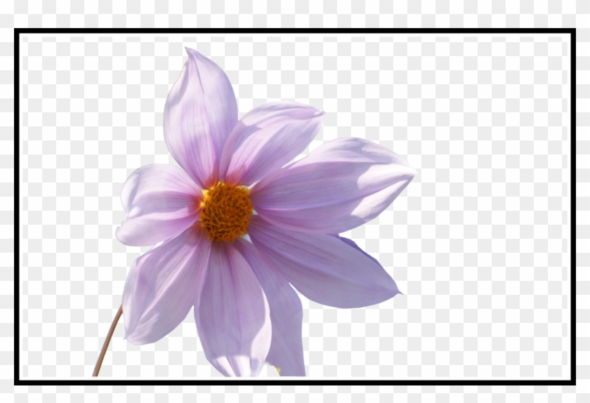 Shocking Photoshop Png Frames Designs Fresh Flower - Wallpaper #815940