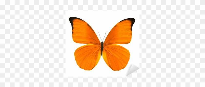 Orange Butterfly #816694