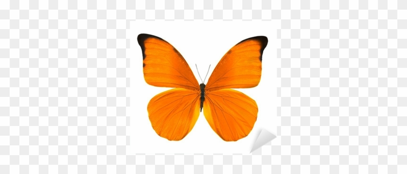 Orange Butterfly #816694