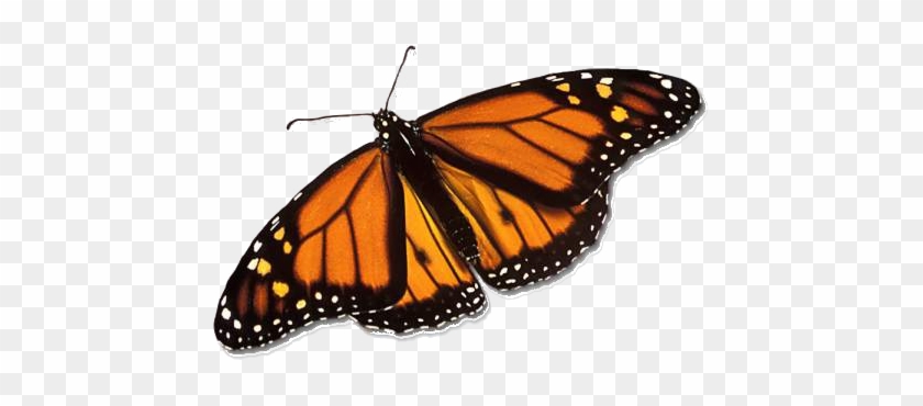 Monarch Butterfly - Real Monarch Butterfly Wings #816715