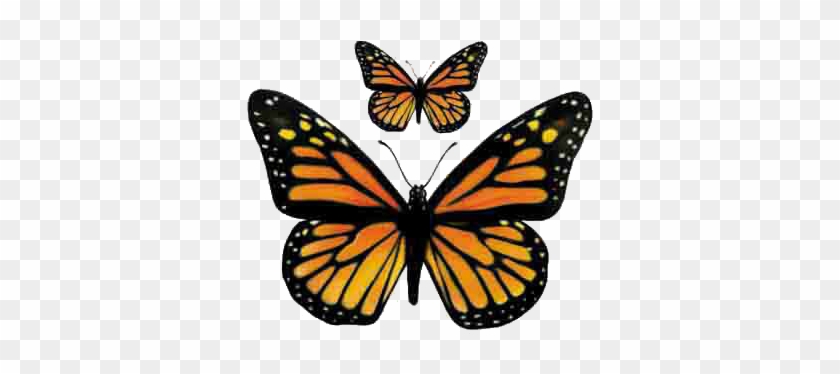 Yellow Butterflies Yellow Butterfly Orange Butterfly - Monarch Butterfly Png #816725
