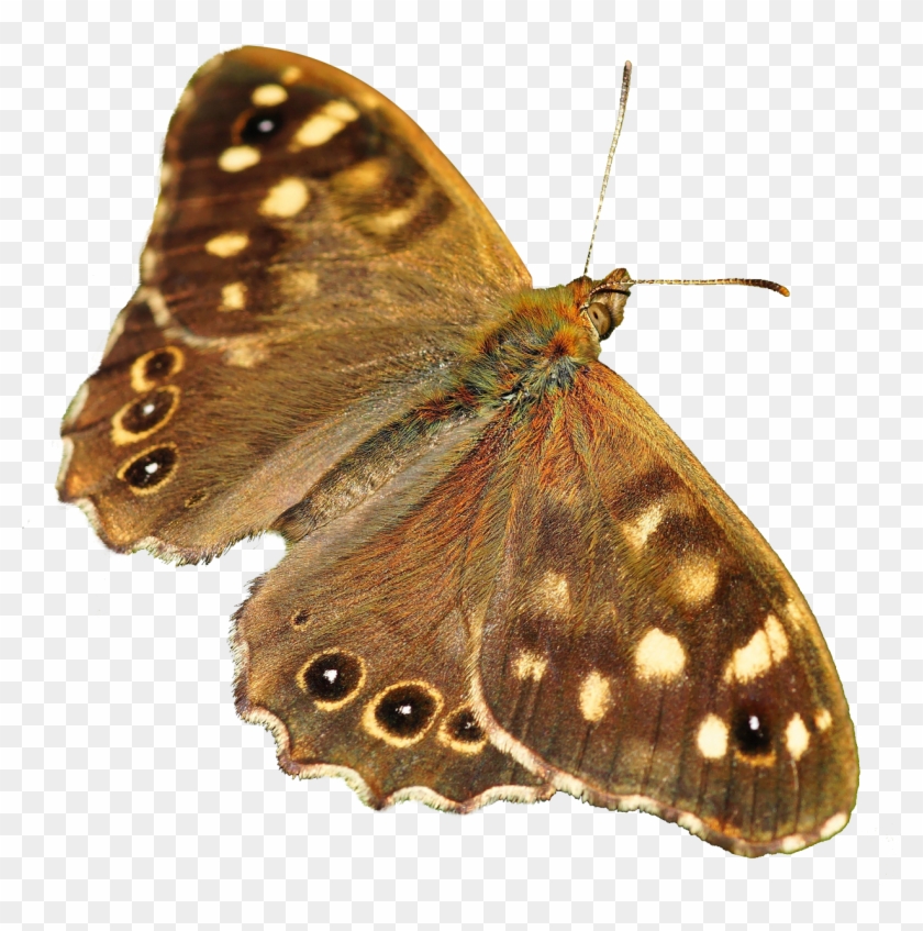 Butterfly Png Image - Butterfly Png #816738