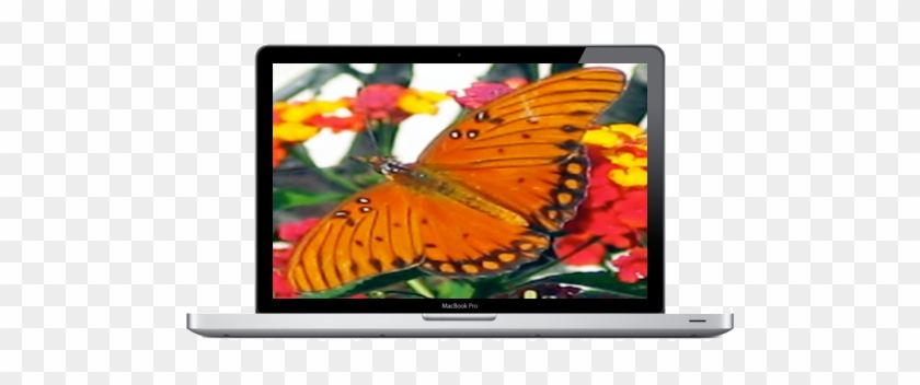 Butterfly - Macbook Pro 13 Inch #816752