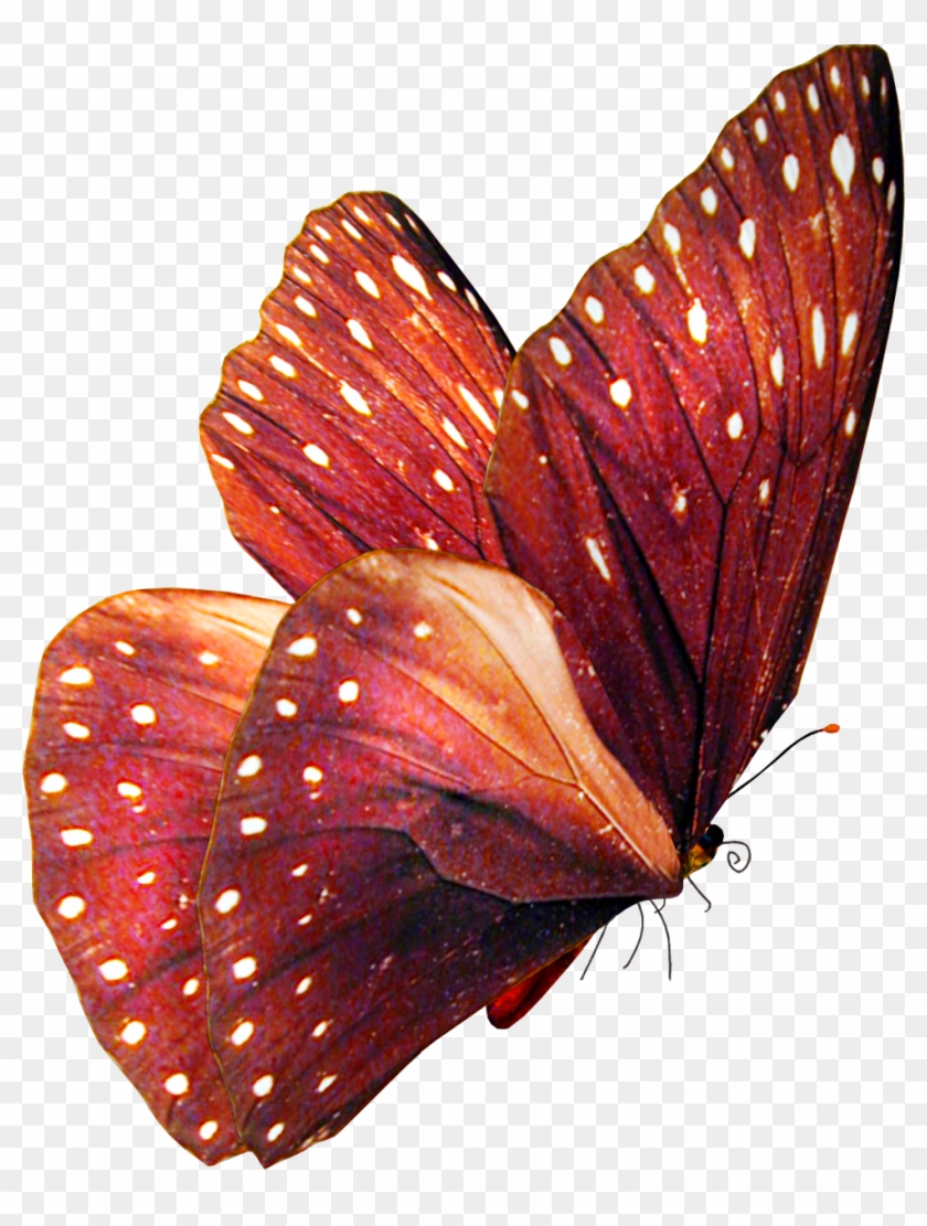 Butterfly Stock By Violettalestrange Butterfly Stock - Butterfly Red Png #816758