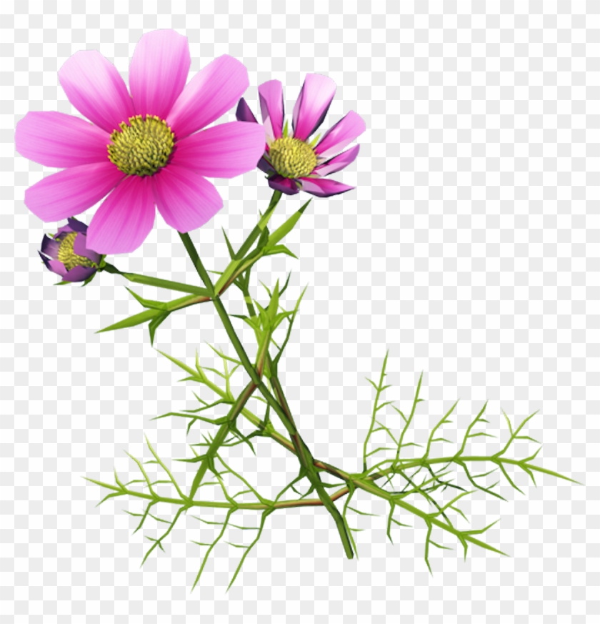 Chrysanthemum Indicum Cosmos Bipinnatus Clip Art - Chrysanthemum #816845