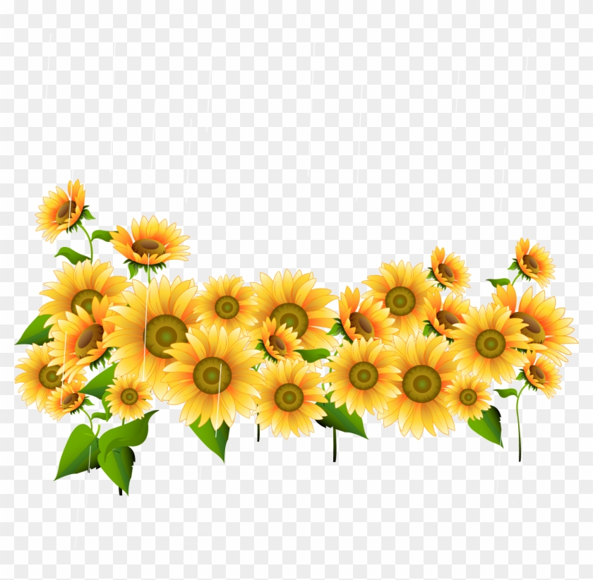 Drawing Photography Illustration - Common Sunflower #816875