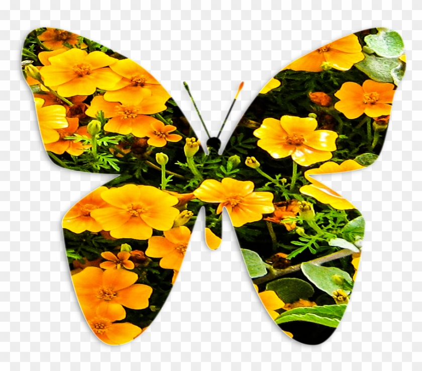 Butterfly Insect Nature Flowers Png Image - Butterfly Insect Nature Flowers Png Image #817230