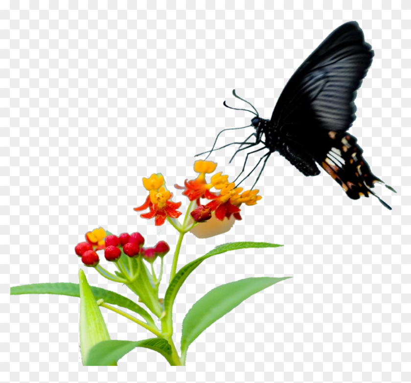 Monarch Butterfly Pieridae Nectar Flower - Butterfly #817257
