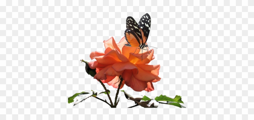 Orange Flw Btfly - Artificial Flower #817258