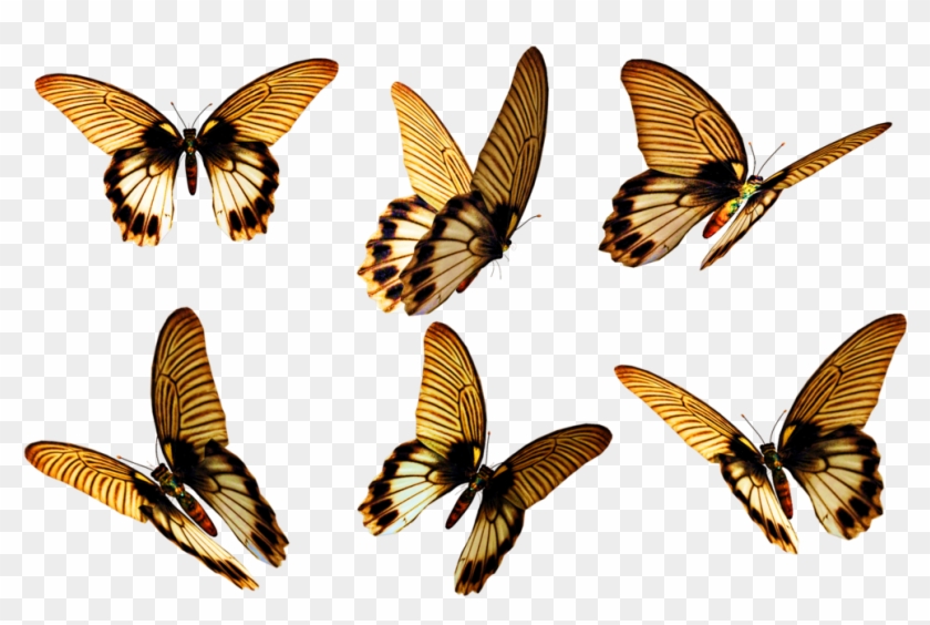 2 Png, 3d Flowers And Butterflies - 2 Png, 3d Flowers And Butterflies #817386