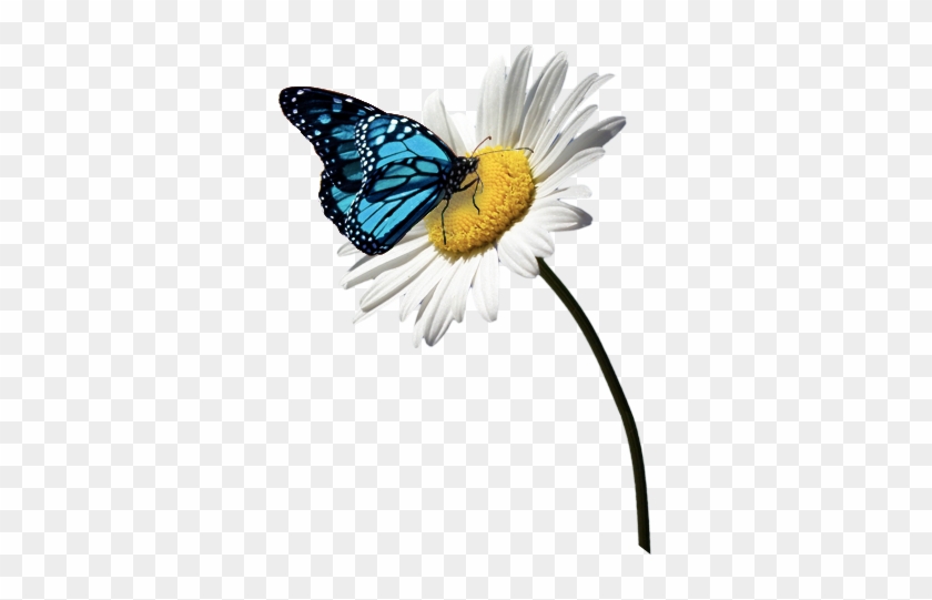 Butterfly With Flower Png #817519