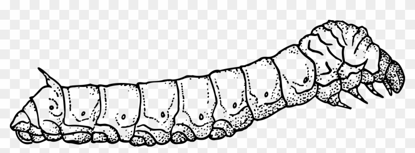 Big Image - Silkworm Black And White #817851
