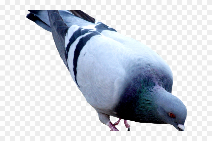 Pigeon Clipart Hummer - Picsart Pijon #818339