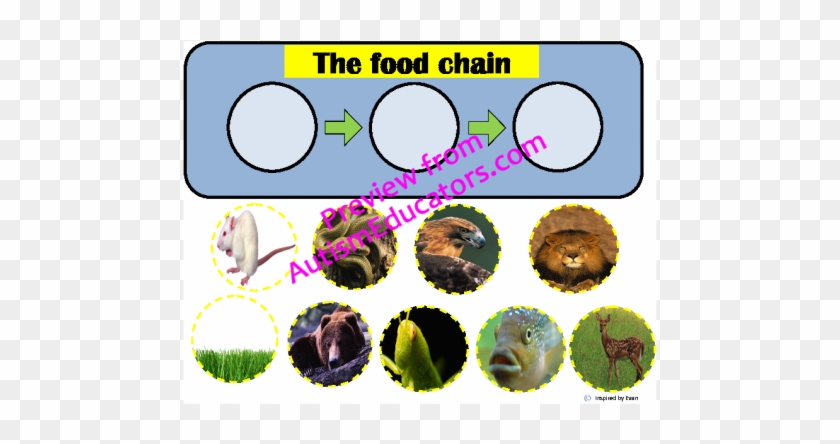 Teacherspayteachers #818756