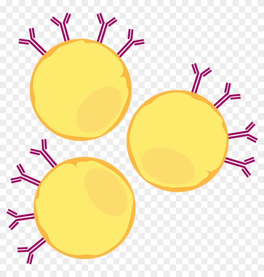 Like All Immature B Cells, Wehi Cells Constitutively - Circle #819475