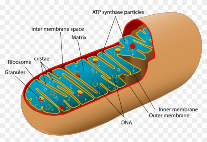 Mitochondria Power Producers In Cells - Mitochondrial Structure And Function #819490