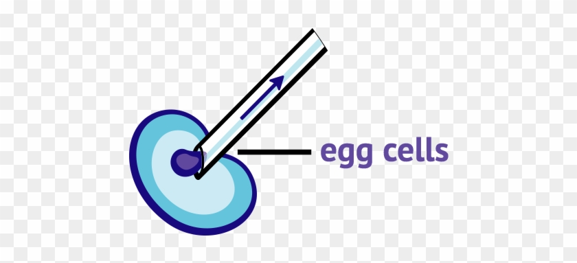 They Took An Egg Cell From A Different Sheep And Removed - Circle #819532