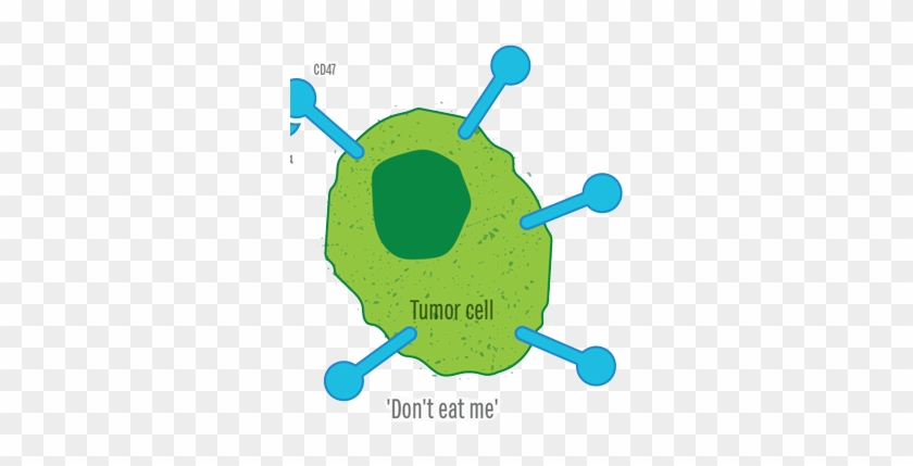 Regulation Of Cellular Phagocytosis In Cancer, Inflammation - Regulation Of Cellular Phagocytosis In Cancer, Inflammation #819563