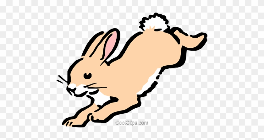 Harp Seal Clipart - Rabbit Cartoon #819576