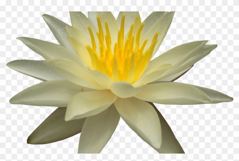 Water Lily Png Transparent Images Png All - Portable Network Graphics #819598