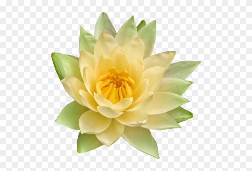 Un Baiser Disait La Grenouille - Sacred Lotus #819616