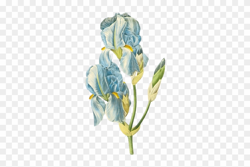 Blue Iris - Sweet Iris Flower Illustration Counted Cross Stitch #819674