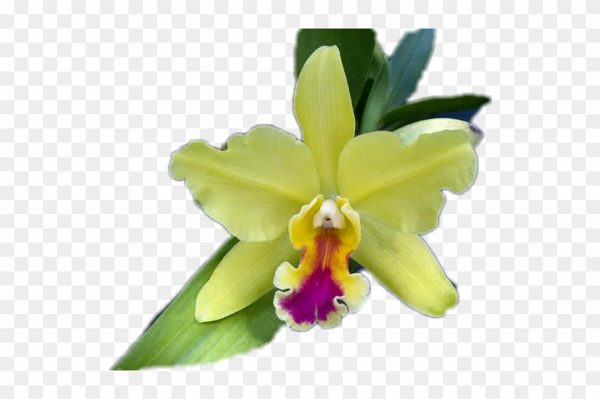 Orchids #819681