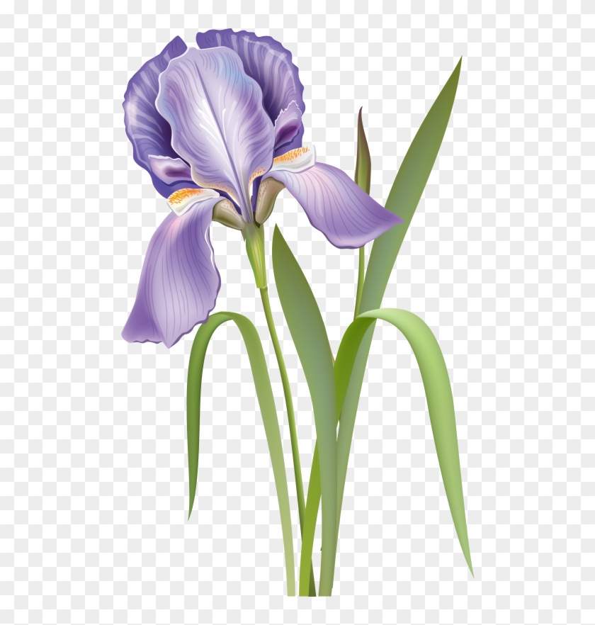 Iris Versicolor Botanical Art #819682