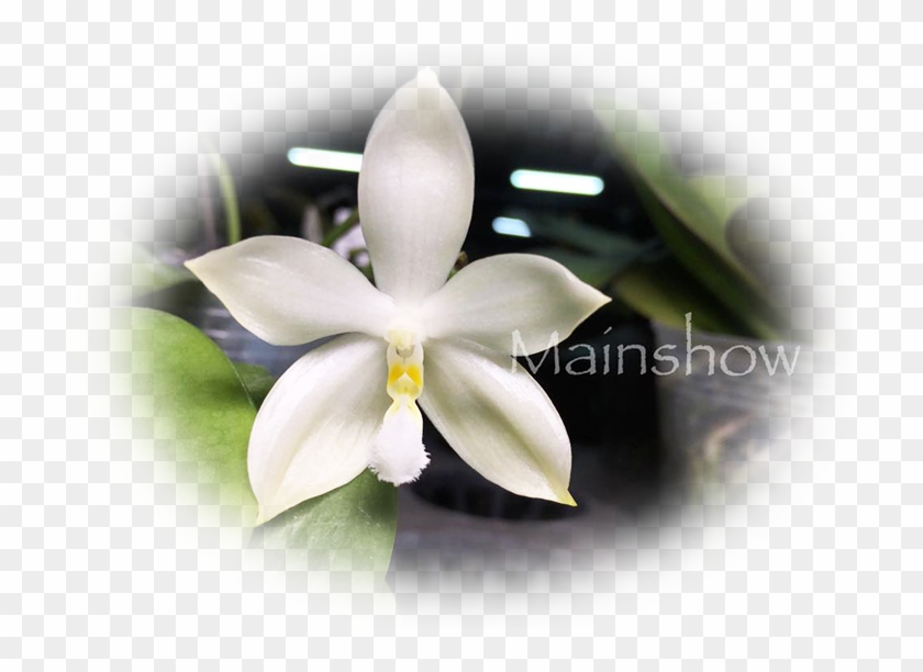 Email Address - Laelia #819686