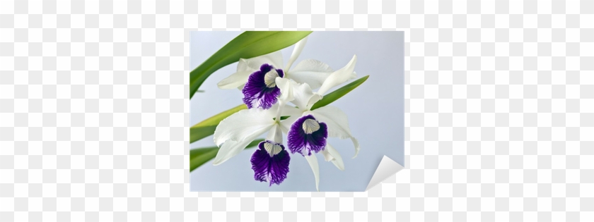Cattleya Orchids #819695