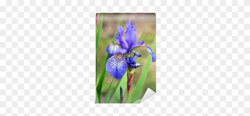 Siberian Iris #819699