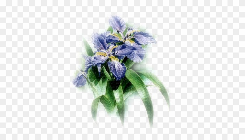 Cecily-fleurs Iris Bleus Tube - Живопись Цветы #819706
