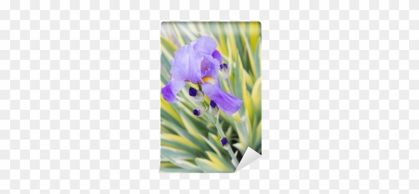 Iris Pallida 'variegata' #819727
