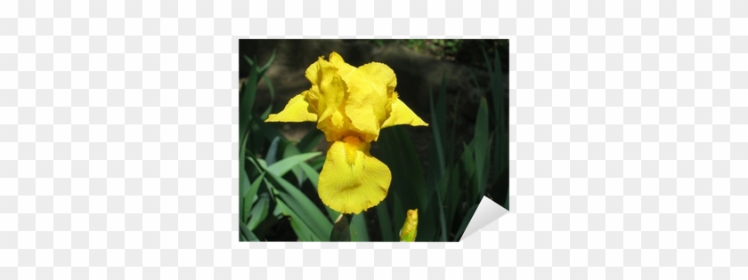 Yellow Iris #819732