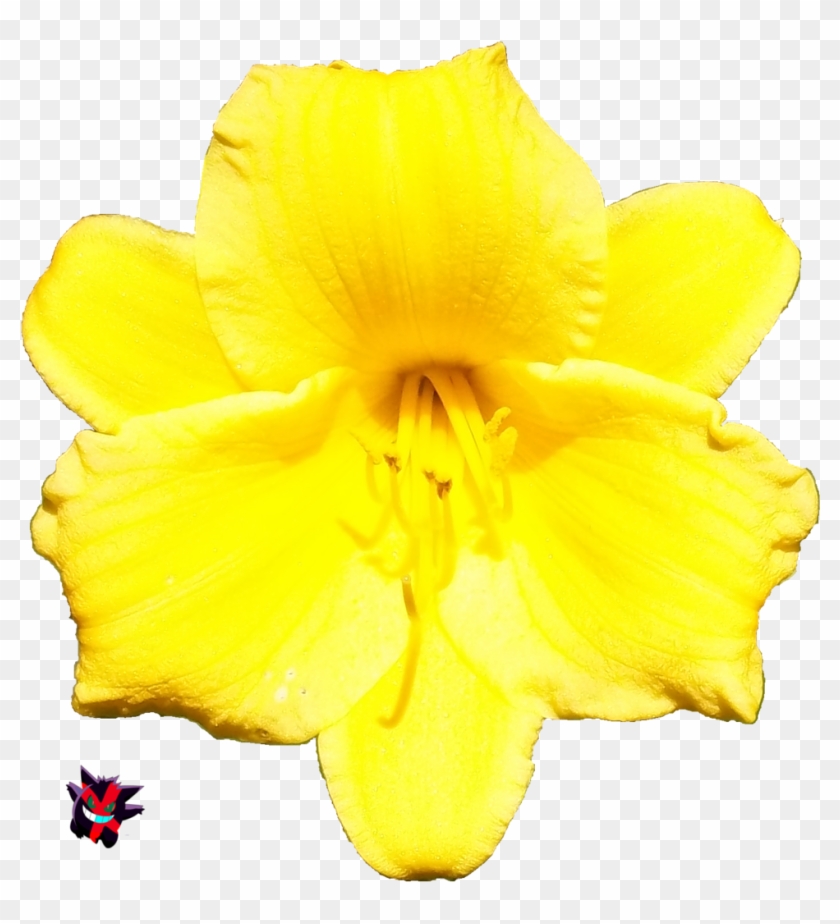 Flower 3d Rendering Petal - Yellow Flower Render #819748
