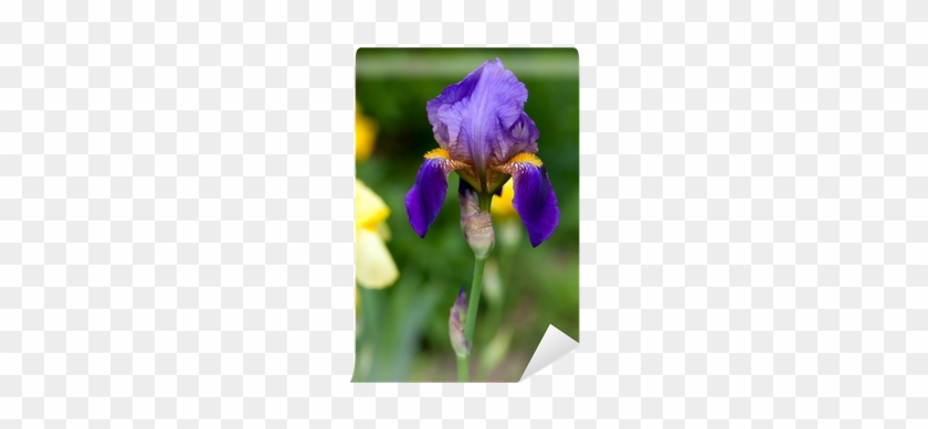 Fotomural Iris Hermoso Cultivo De Flores • Pixers® - Orris Root #819754