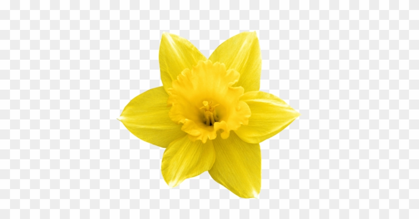 134906520 Hello Easter 31 134906519 Hello Easter 30 - Daffodil #819775