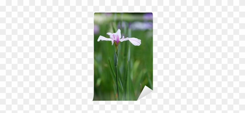 Iris 花菖蒲「小町娘」 Wall Mural • Pixers® • We Live To Change - Cypripedium Ulla Silkens #819771