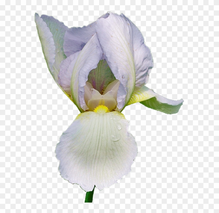 Iris - Iris Albicans #819783