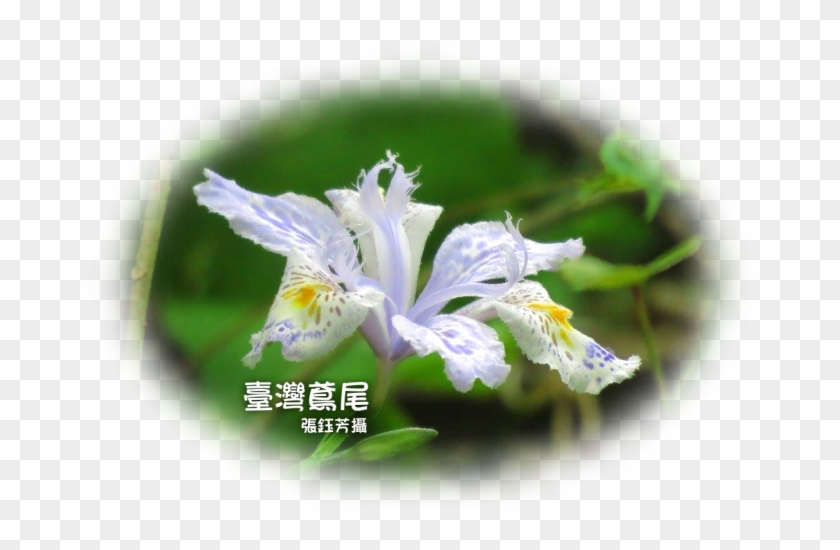 Iris Japonica #819795