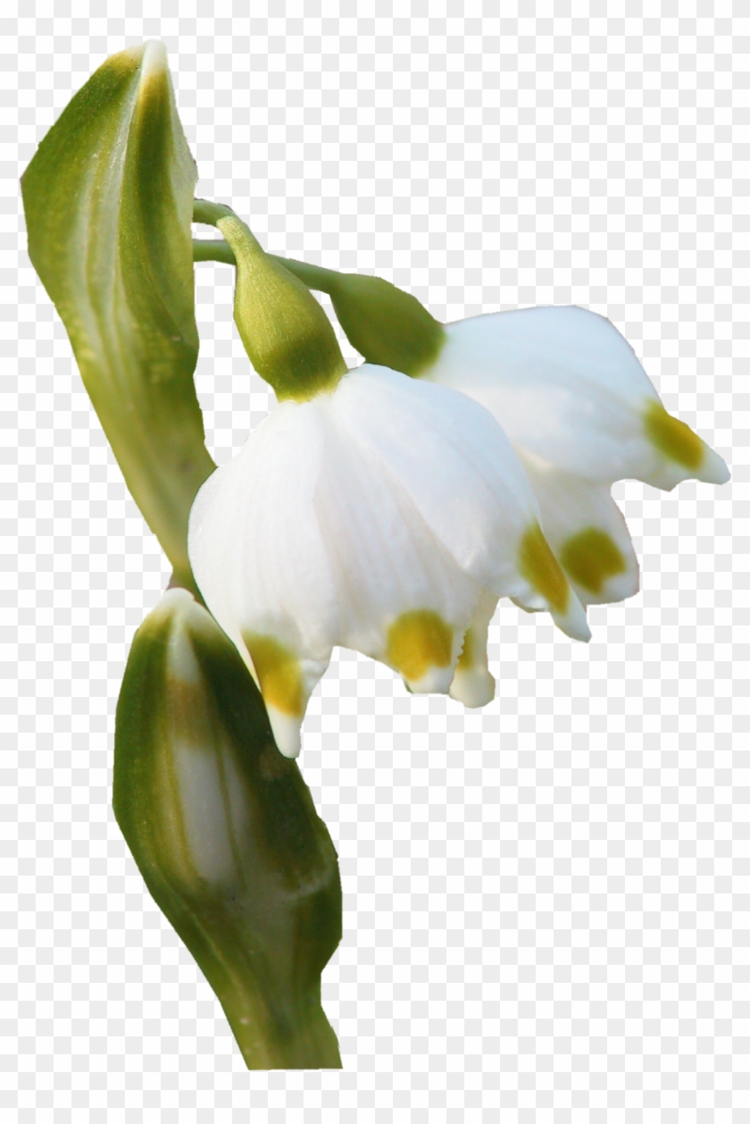 Flower Bud Petal Plant Stem - Snowdrop #819800