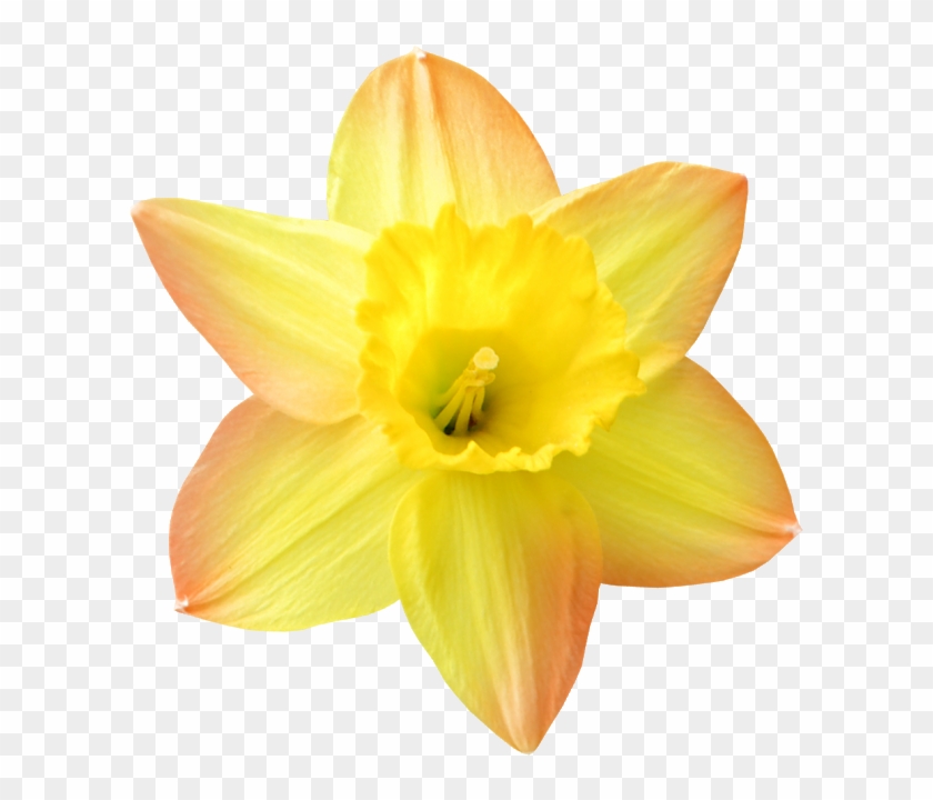 Tubes Bloemen Geel Nr - Narcissus #819822