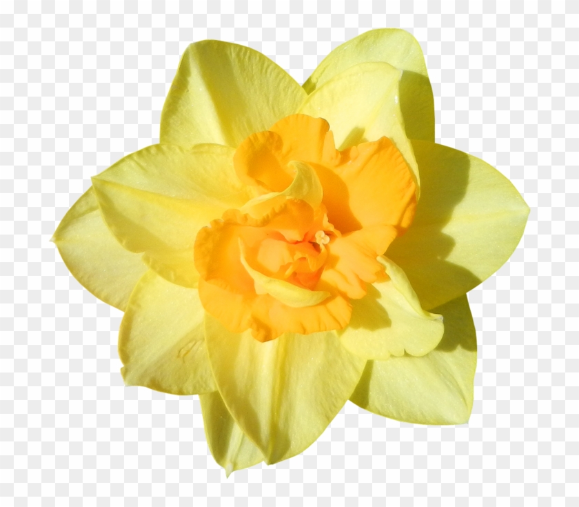 Скрап Набор " Счастливая Пасха " - Daffodil #819852