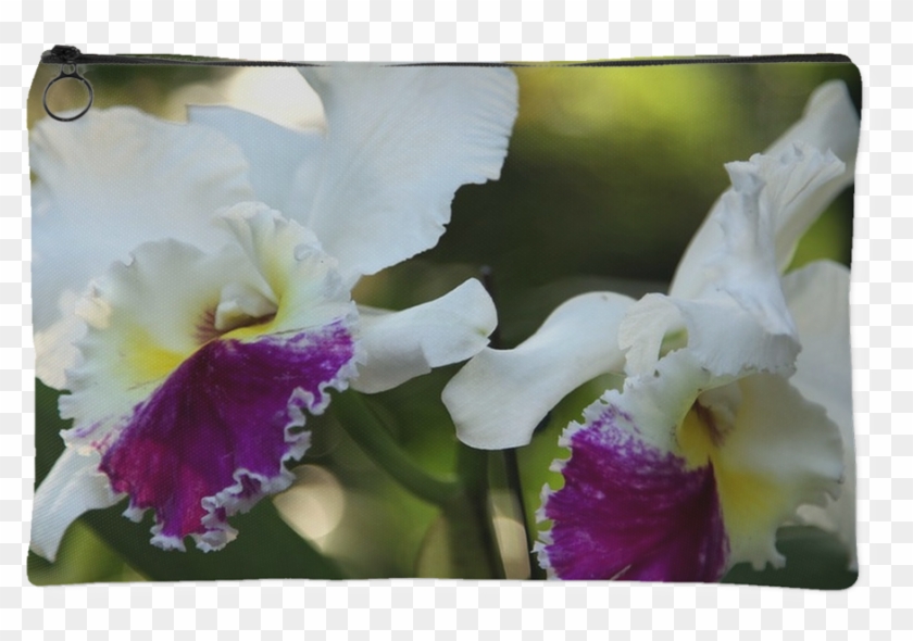 Orchid Pouch - Cattleya Labiata #819857