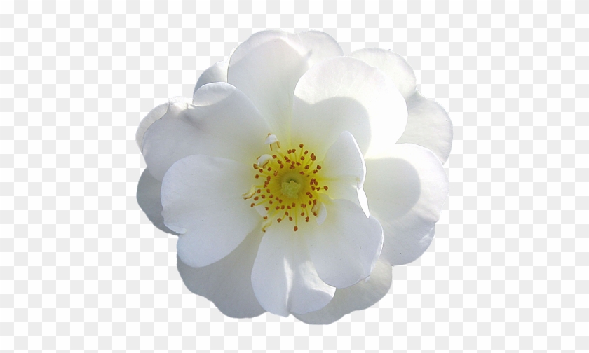 White Flower Png - White Rose #819907