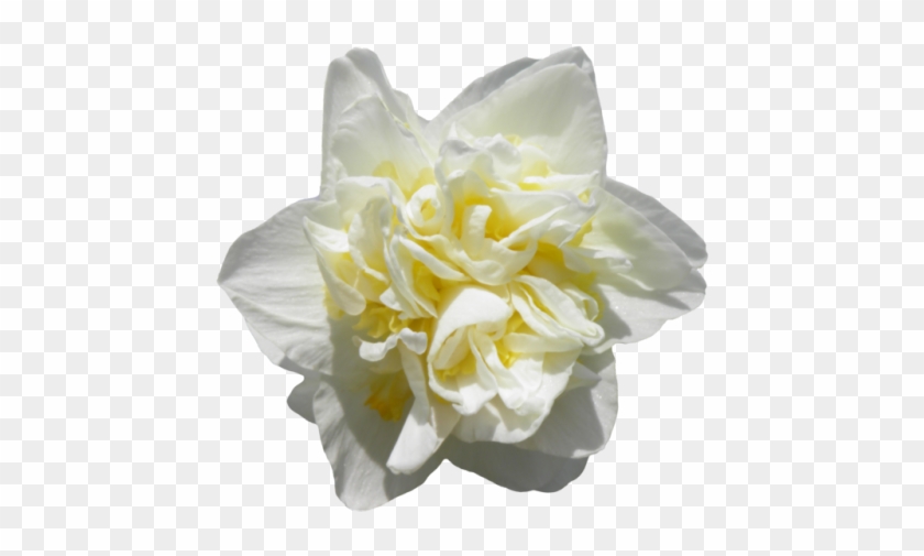Transparent White Daffodil - Photography #819910