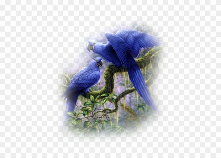 Tubes Oiseaux - « - Hyacinth Macaw Paintings #819956