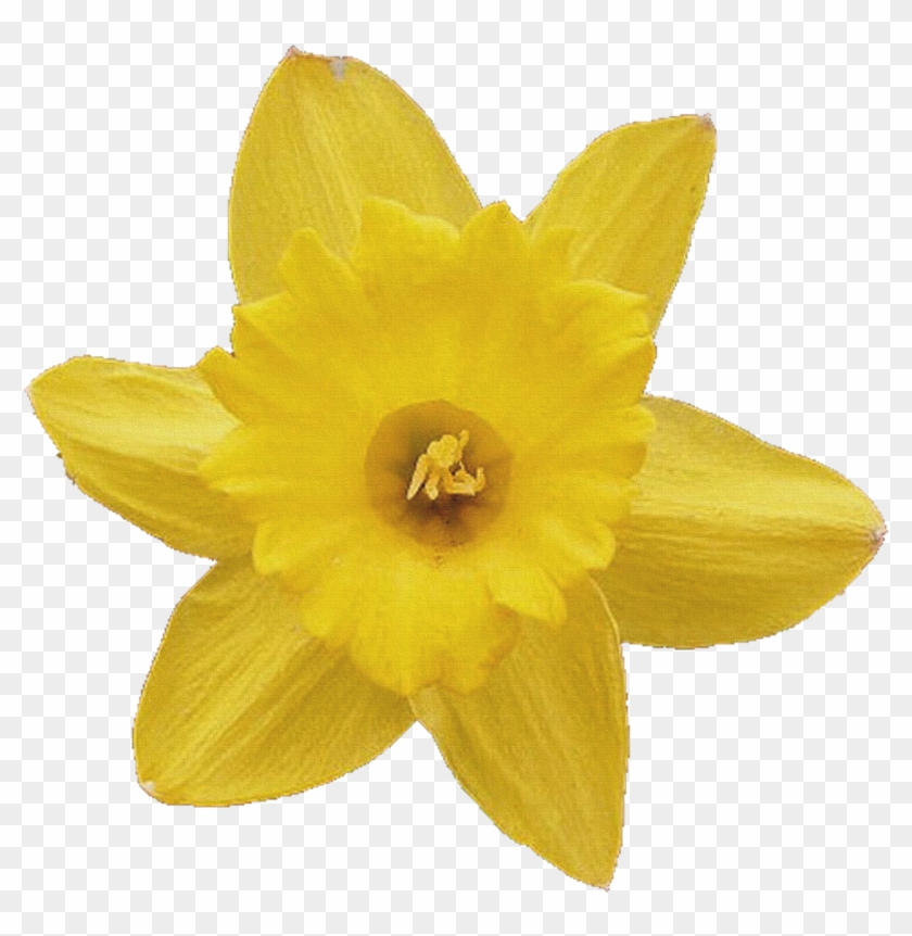 1 - Daffodil #819973