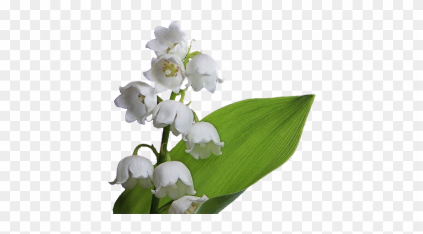 Muguet Tiram 63 Muguet Tiram 64 Muguet Tiram 65 Muguet - Lily Of The Valley #819959