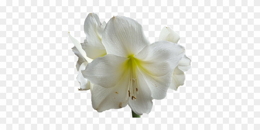 Amaryllis White Flower Stamens Flower Flow - White Flower Transparent #819971